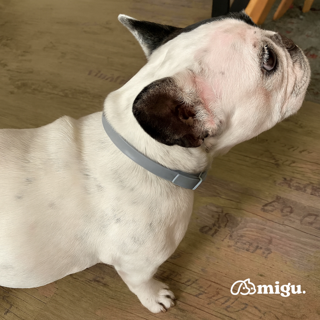 Collar MIGU®️ Antipulgas y Antigarrapatas Para Perros - 8 Meses de Protección 100% Natural